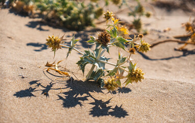 Close-up of pioneer plants growing on sand