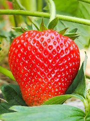 Close-up of growing red ripe strawberry (Fragaria × ananassa) on stem in garden. Detail of fresh fruit with green leaves. Organic farming, healthy food, BIO viands, back to nature concept.