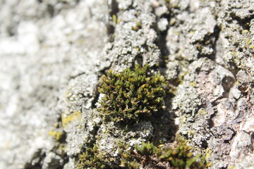 Green moss grows on the bark of the birch tree.