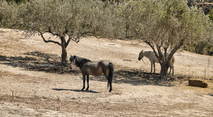 Two horses seeking shelter in the shade of olive trees