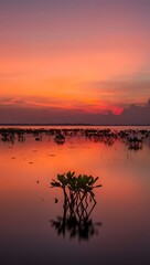 Serene sunset over mangrove trees in calm waters nature background