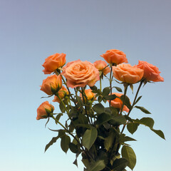 Beautiful bouquet of peach roses against a serene blue sky background