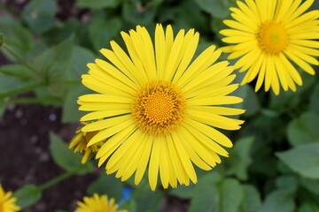 Yellow calendula grows in the open air.