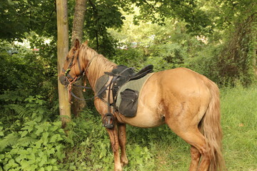 Caballo de montar 