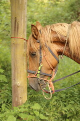 Caballo de montar 
