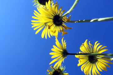 There are yellow flowers against the sky.