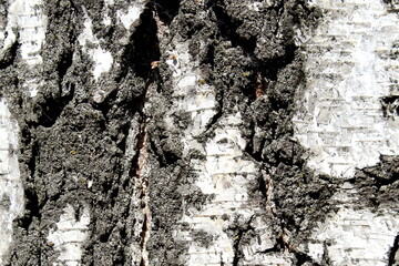 Texture of aged birch bark.