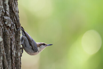 Brown headed nuthatch