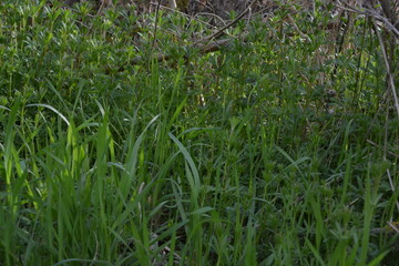 Bright green wild grass thrives in a sunny woodland edge, with blurred branches framing the vibrant foliage and a hint of a field in the background.