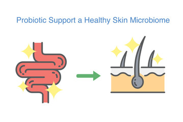 Glowing Intestine icon with arrow pointing to radiant skin layer, the connection between gut health and skincare. Symbol About probiotics support a healthy skin microbiome.