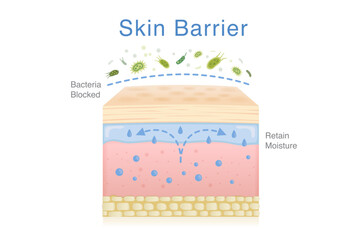 Skin layer is able to retain moisture in the skin. Epidermis layer can a protective shield for blocked against bacteria and germs. Illustration about Probiotic benefits.
