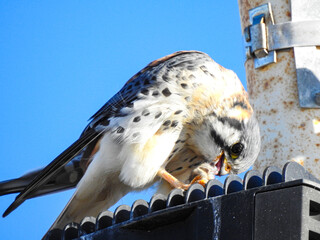 pájaros, aves 