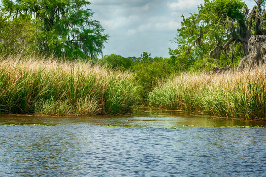 rice field in South Carolina