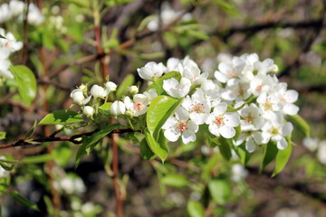  In spring, flowers bloomed on the pear tree.