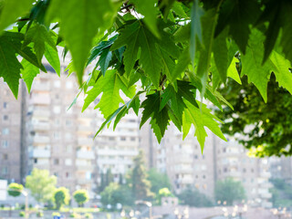 green leaves of sycamore and blurred view of town