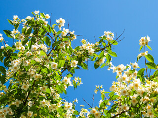 blossoming philadelphus shrub twigs and blue sky