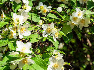 blossoming philadelphus shrub close up in park