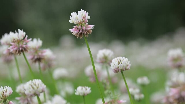 Beautiful close-up of a trifolium repens flower