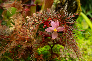 Begonia bipinnatifida with intricately dissected red-green leaves and delicate six-petaled pink flowers in a humid terrarium setting.