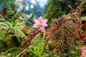 Begonia bipinnatifida features intricately dissected foliageand small pink bloom. Thrives in tropical climates and humid environments like terrariums, indoor gardens and botanical displays