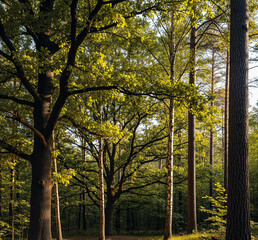 Fototapeta premium autumn in the park