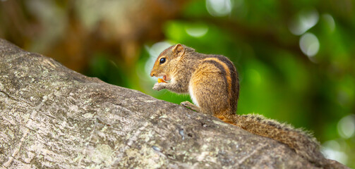 Chipmunk against the backdrop of tropical nature. Chipmunk close-up, running along tree branches. Gnaws nuts, eats food.