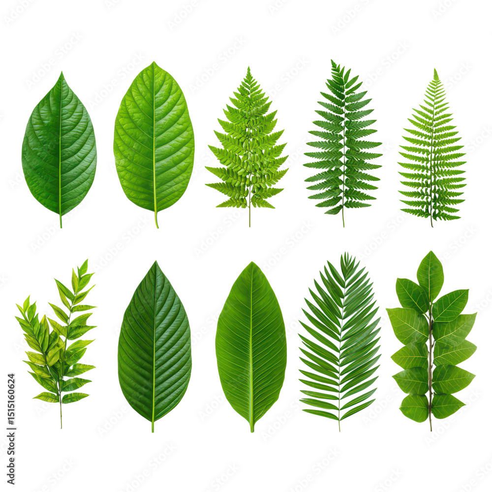 Poster various green leaves displayed in a row with diverse shapes and textures, isolated on transparent ba
