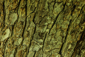 Natural and textured tree bark, shot close-up, is perfect for backgrounds and computer wallpapers. Series 