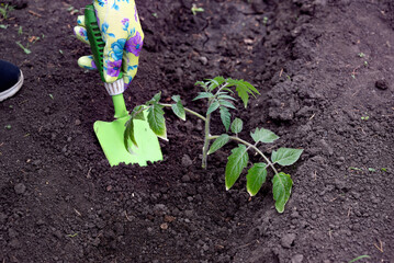 Gardening activities in a home vegetable patch during spring with a person tending to freshly planted seedlings