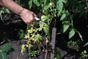 Hands carefully pruning tomato plants in a garden during the late spring on a sunny day