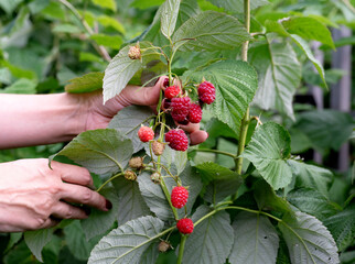 Hands gently harvesting ripe raspberries in a lush garden during summer