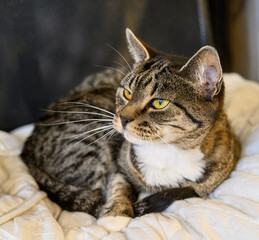 A domestic cat with distinct markings is lying on a soft blanket in an inviting indoor setting. Relaxed and content, the cat enjoys its serene environment surrounded by gentle lighting