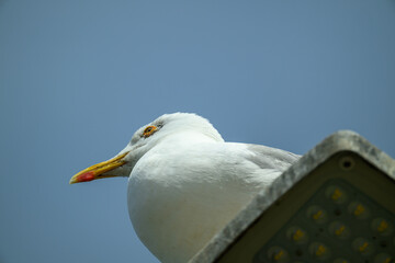 A seagull rests calmly on a streetlight, gazing into the distance. The vibrant blue sky serves as a backdrop during a warm afternoon. The bird's feathers shine in the sunlight