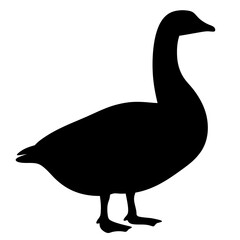 Silhouette of a majestic goose standing gracefully on white background image
