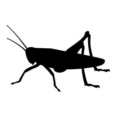 Black Silhouette of a Grasshopper on a White Background, Detailed Vector