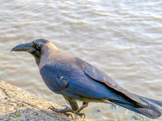 Mumbai, Maharashtra India. A crow sits on the parapet. Colaba. Mumbai.