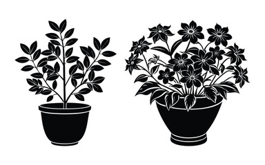 A potted focus houseplant with a white flower leaf shows its isolated growth.