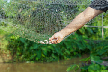 Thai woman reaches out to catch a fish caught in a fish trap net, an ancient Thai fishing tool.