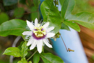 the flower of the passion fruit tree is a perfect flower. White petals, green sepals. It has appendages arranged in circles. thread-like shape. The base is dark purple.