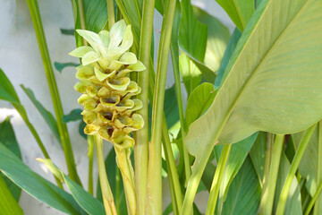 Curcuma longa flowers are large inflorescences with light green sepals, oval, rounded tip, white base, light green tips, pale yellow petals, light pink tips.