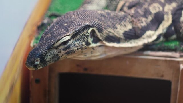 close-up head of tiger python, scaly reptile in terrarium, boa constrictor close-up