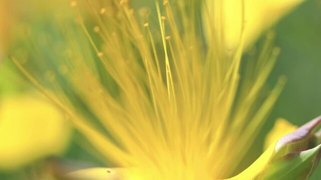 Close-up of the flower of St. John's wort, beautiful yellow pollen pistils, filigree flower and petals blowing gently in the wind, yellow filigree petals, Hypericum hircinum
