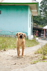 A small brown barking dog stands on a dirt path and looking at the camera
