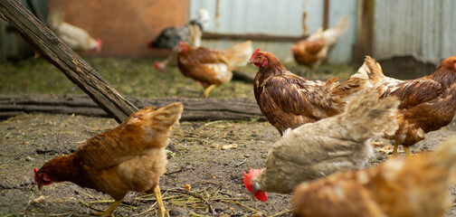 Hen forages in barnyard with fellow chickens during sunny day