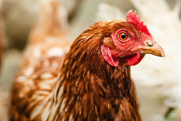 A brown hen stands prominently, displaying its vibrant feathers and bright eyes. The farmyard background hints at a rustic lifestyle, with soft natural lighting enhancing the scene.