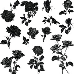 eleven black rose sketches isolated on white
