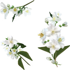 isolated white jasmine three branches illustration