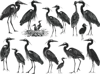 seventeen herons sketches collection isolated on white