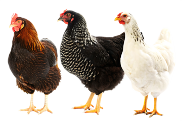 Three chickens different breeds isolated on white background png ai generated isolated on a white background