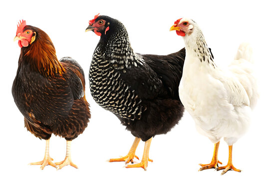 Three chickens different breeds isolated on white background png ai generated isolated on a white background
